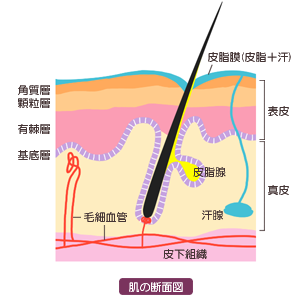 肌の断面図