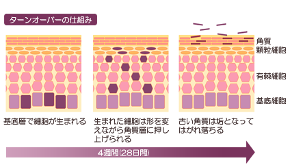ターンオーバーの仕組み