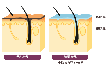 皮脂膜の大切な役割